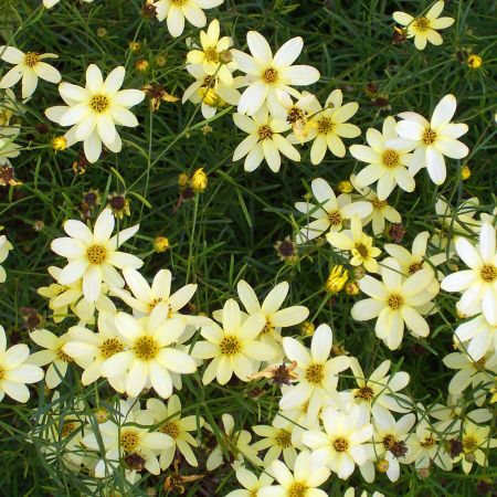 [3345] COREOPSIS VERT.MOONBEAN (Caduc, 50/100)