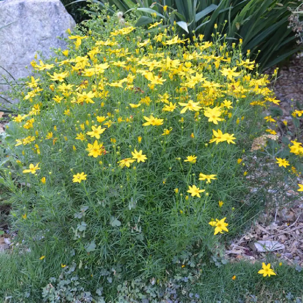 [3352] COREOPSIS VERTICILLATA JAUNE (Caduc, 50/100)