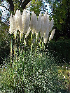 [3587] CORTADERIA SELLOANA (GYNERIUM ARGENTEUM) (Persistant, 150/200)