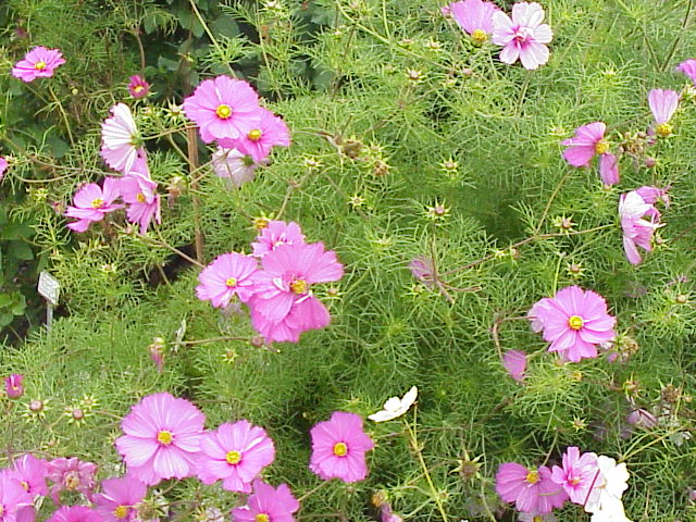 [3625] COSMOS BIPINATUS (Caduc, 100/150)