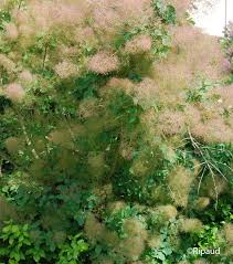 [3630] COTINUS COGGYGRIA (Caduc, 3 à 5 m)