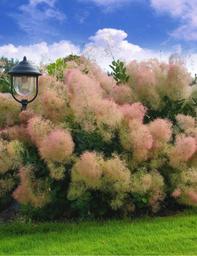 [3647] COTINUS COGGYGRIA YOUNG LADY (Caduc, 3 à 5 m)