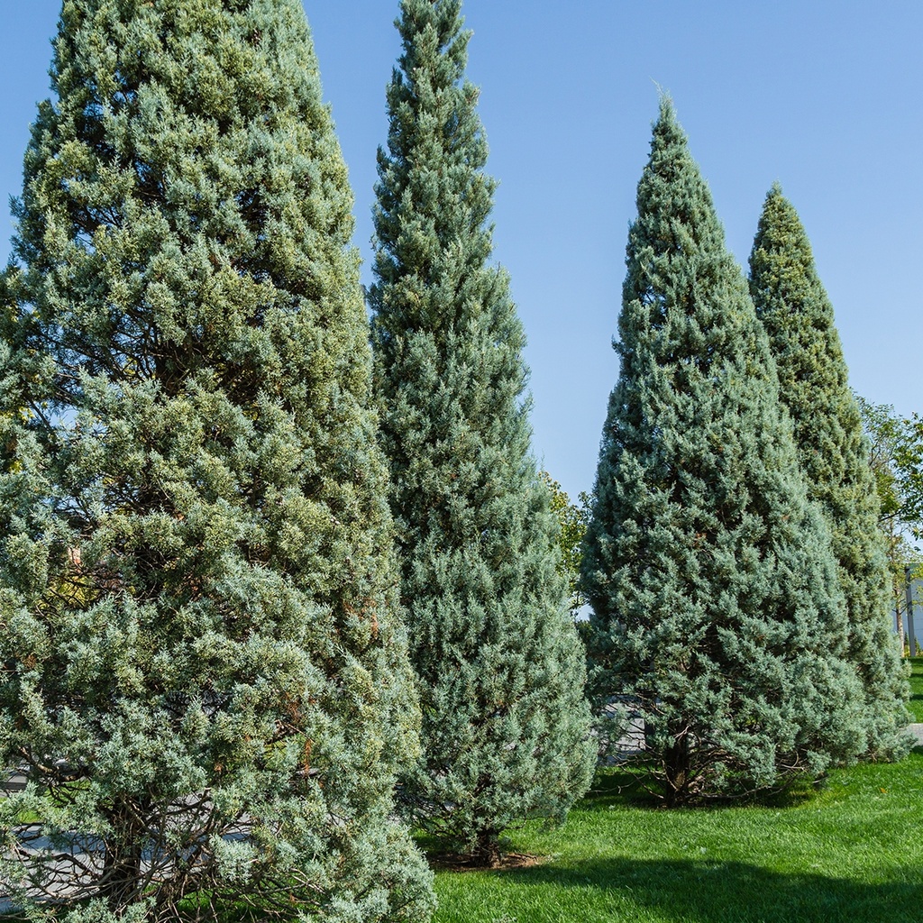 [3884] CUPRESSUS ARIZONICA FASTIGIATA (Persistant, 5 à 10 m)