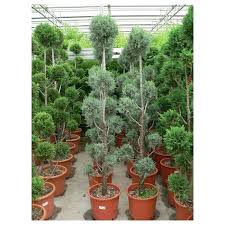 [3889] CUPRESSUS ARIZONICA FASTIGIATA - POMPONS (Persistant, 10 à 20 m)