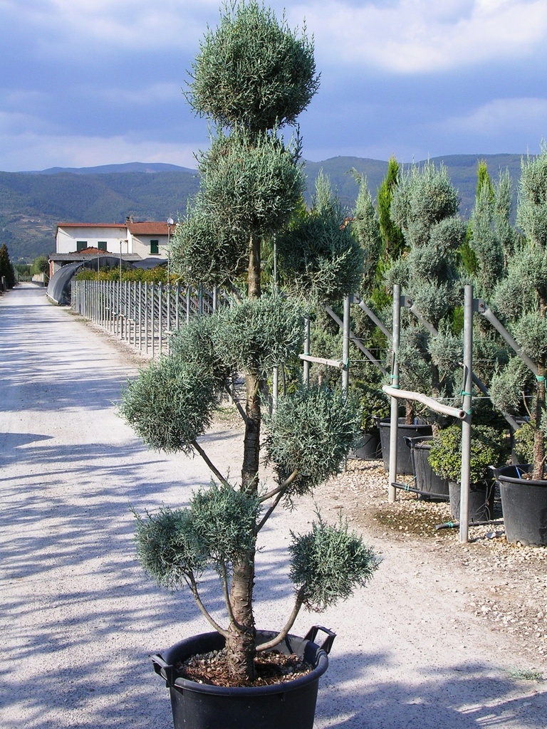 [3888] CUPRESSUS ARIZONICA FASTIGIATA - MINI POMPONS (Persistant, 10 à 20 m)