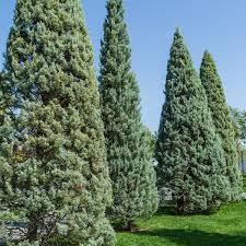 [3890] CUPRESSUS ARIZONICA FASTIGIATA - QUART TIGE (Persistant, 5 à 10 m)