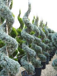 CUPRESSUS ARIZONICA FASTIGIATA - DEMI TIGE SPIRALE