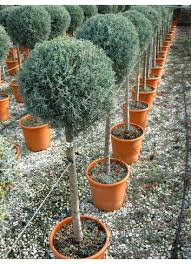 CUPRESSUS ARIZONICA FASTIGIATA - TIGE BOULE