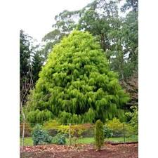 CUPRESSUS MACROCARPA AUREA -LUTEA