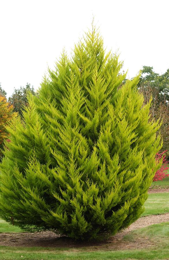 [3930] CUPRESSUS MACROCARPA GOLDCREST (Persistant, 10 à 20 m)