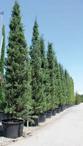 [3938] CUPRESSUS SEMPERVIRENS "AGRIMED N.1" (Persistant, 10 à 20 m)