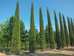 [3940] CUPRESSUS SEMPERVIRENS "AGRIMED N.1" - SPIRALE (Persistant, 10 à 20 m)