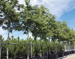 [3939] CUPRESSUS SEMPERVIRENS "AGRIMED N.1" - DEMI TIGE (Persistant, 10 à 20 m)
