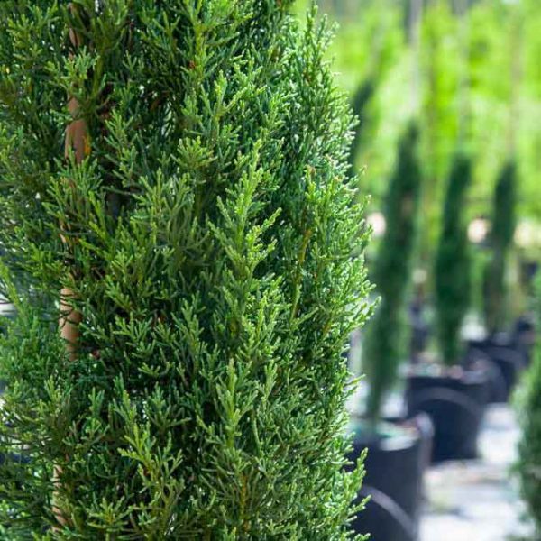 [3955] CUPRESSUS SEMPERVIRENS "BOLGHERI" (Persistant, 10 à 20 m)