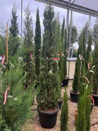 [3957] CUPRESSUS SEMPERVIRENS "BOLGHERI" - DEMI TIGE CONE (Persistant, 10 à 20 m)