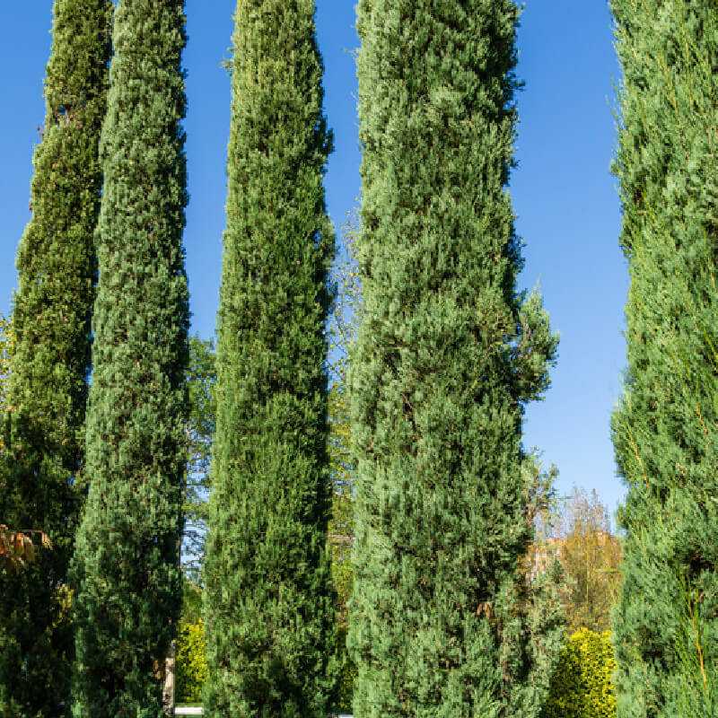 [3980] CUPRESSUS SEMPERVIRENS BLUE SKY (Persistant, 10 à 20 m)
