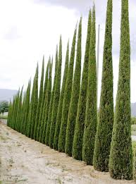 [3984] CUPRESSUS SEMPERVIRENS MEDITERRANEO (Persistant, 10 à 20 m)