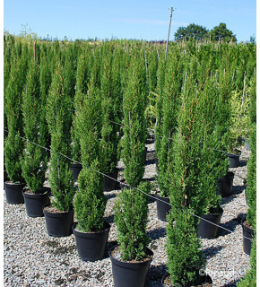 [3996] CUPRESSUS SEMPERVIRENS SANCOREY (Persistant, 10 à 20 m)