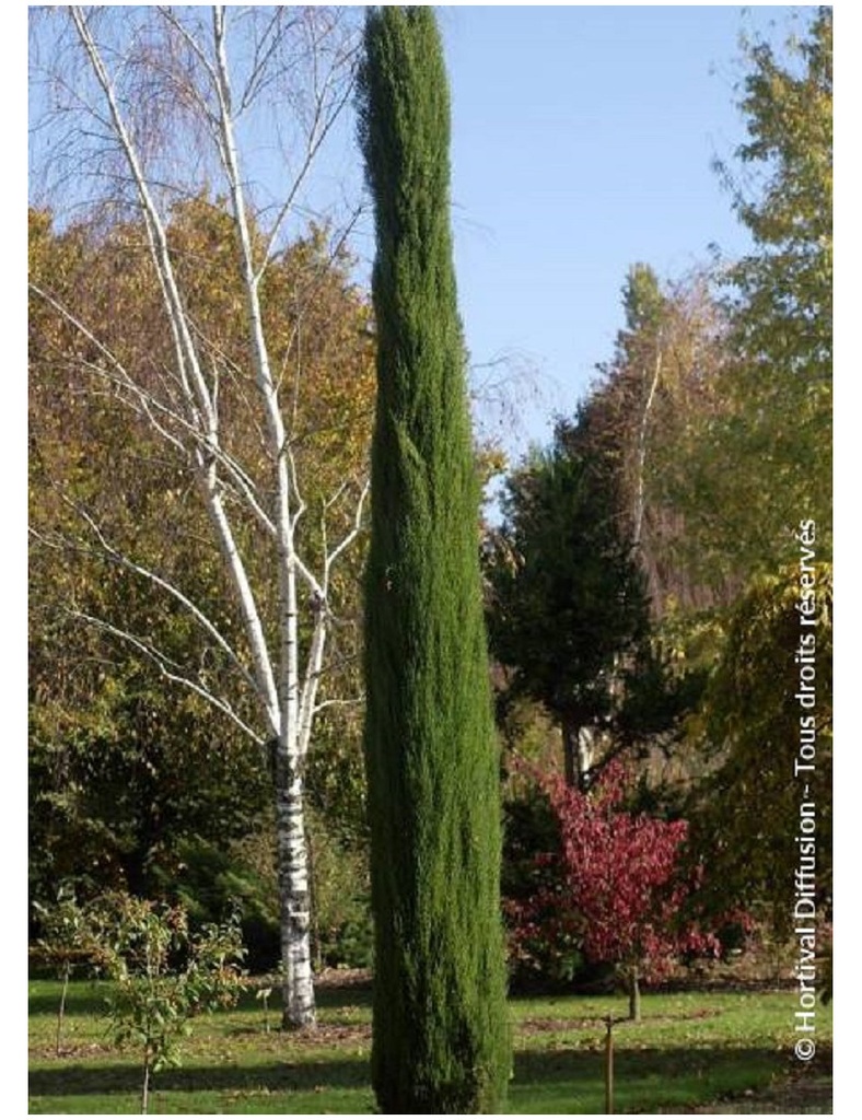 [4001] CUPRESSUS SEMPERVIRENS TOTEM (Persistant, 10 à 20 m)