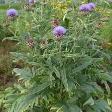 CYNARA CARDUNCULUS