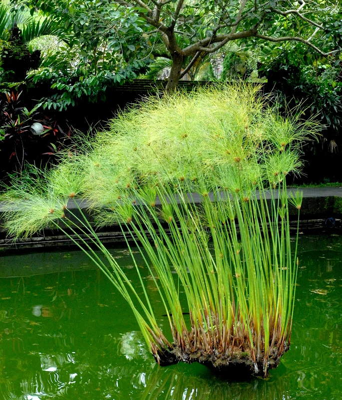 [4070] CYPERUS PAPYRUS (Persistant, 250/300)
