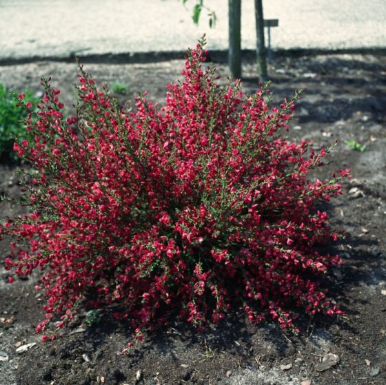 CYTISUS BOSKOOP RUBY