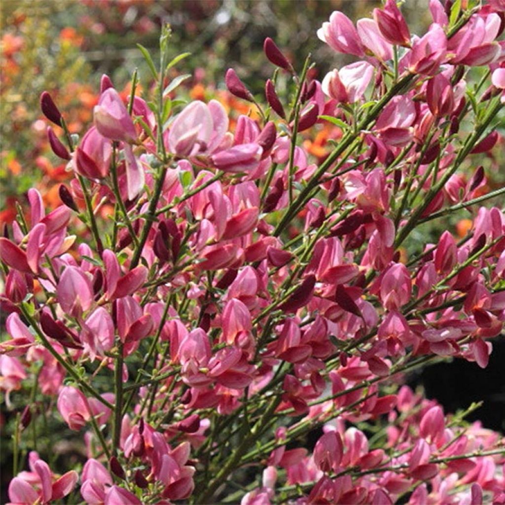 CYTISUS HOLLANDIA
