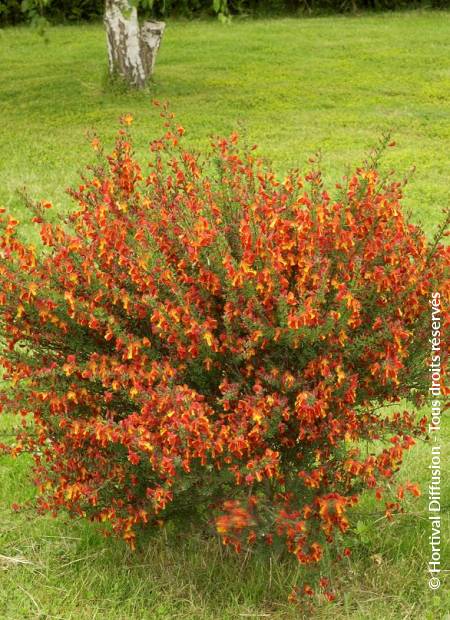 CYTISUS LENA