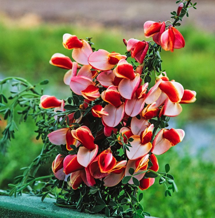 [4084] CYTISUS MARIA BURKWOOD (Caduc, 100/150)