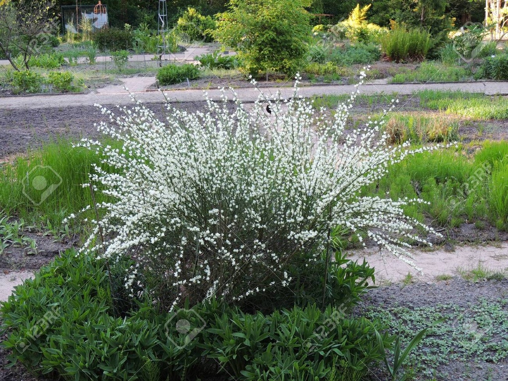[4086] CYTISUS PRAECOX ALBUS (Caduc, 100/150)