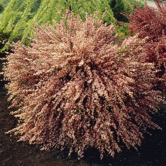 CYTISUS ZEELANDIA