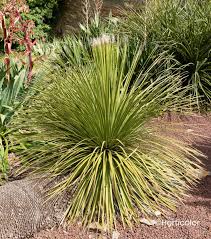 DASYLIRION SERRATIFOLIUM