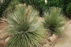 [4162] DASYLIRION SERRATIFOLIUM GRACILIS (Persistant, 150/200)
