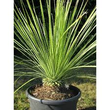 DASYLIRION SERRATIFOLIUM GRACILIS - CEPEE