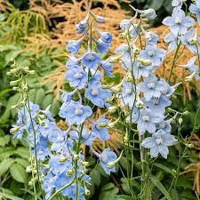 [4184] DELPHINIUM BELLA. CLIVEDEN BEAUTY B (Caduc, 100/150)