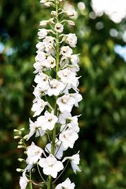 [4185] DELPHINIUM BELLA.CASA BLANCA (Caduc, 100/150)