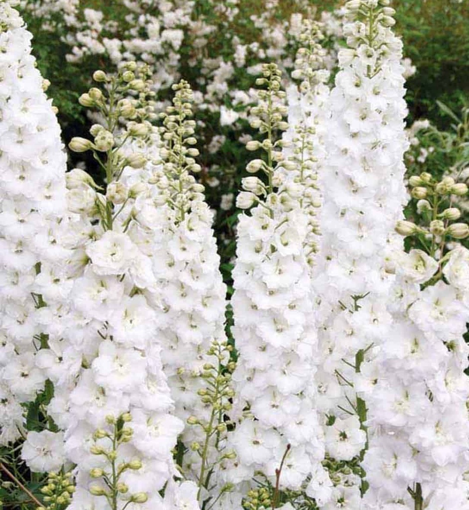[4187] DELPHINIUM BLANCHE (Caduc, 100/150)
