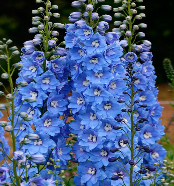 [4189] DELPHINIUM BLEUE (Caduc, 50/100)