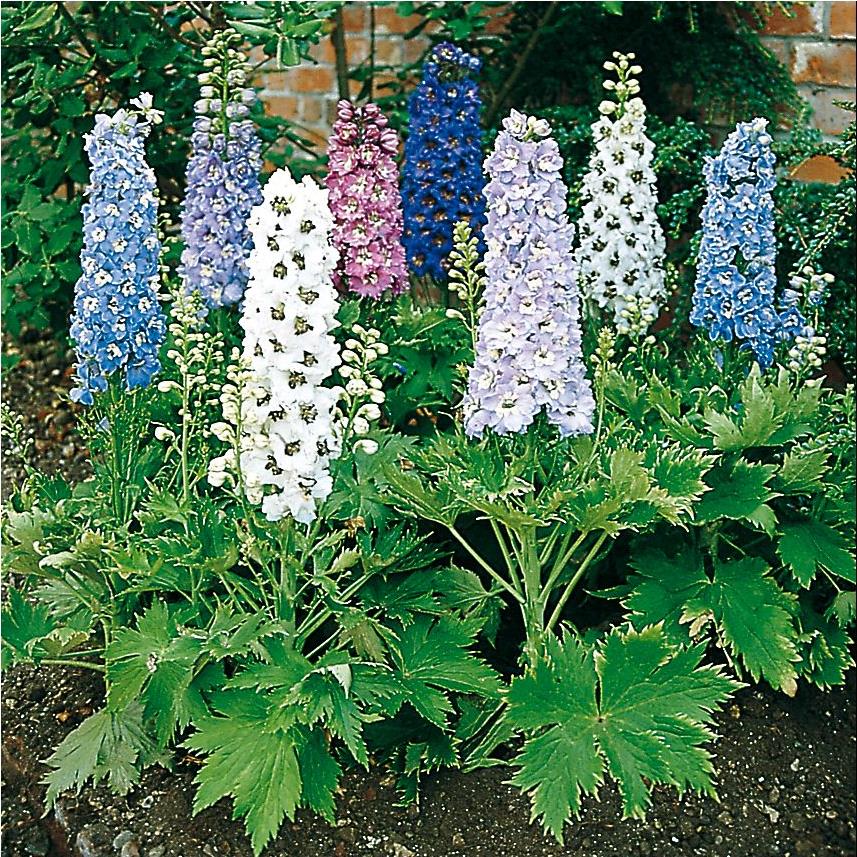 [4194] DELPHINIUM NAIN FANTASIA BLANC (Caduc, 50/100)
