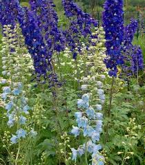 DELPHINIUM NAIN FANTASIA BLEU