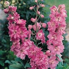 [4198] DELPHINIUM PACIFIC ASTOLAT ROSE (Caduc, 100/150)