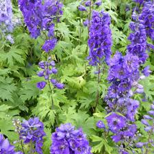 DELPHINIUM PACIFIC BLACK KNIGHT