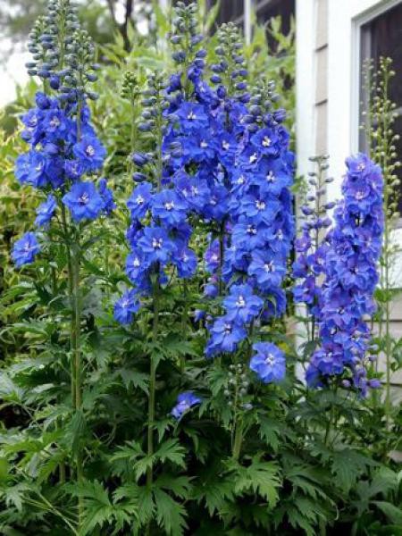 [4200] DELPHINIUM PACIFIC BLUE BIRD BLEU FONCÉ (Caduc, 100/150)