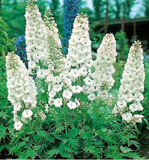 DELPHINIUM PACIFIC GALAHAD