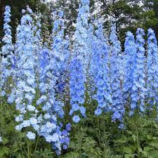 DELPHINIUM PACIFIC SUMMER SKIES