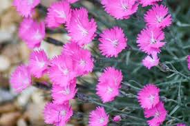 [4242] DIANTHUS CAESIUS FEUERHEXE ROSE (Persistant, 0/20)