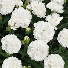 DIANTHUS FLEURISTE BLANC DBLE