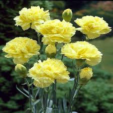 DIANTHUS FLEURISTE JAUNE DBLE