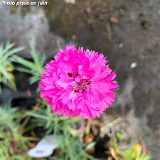 DIANTHUS FLEURISTE ROSE DBLE