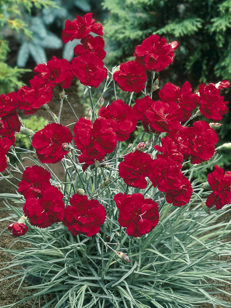 [4248] DIANTHUS FLEURISTE ROUGE DBLE (Persistant, 20/50)
